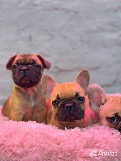 Французский бульдог мальчишки