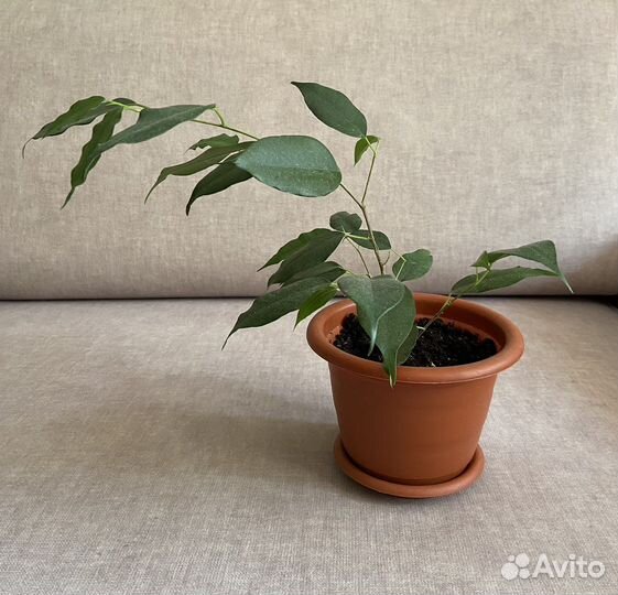 Фикус бенджамина