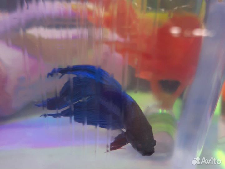 Рыбка петушок