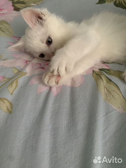 Отдам котенка