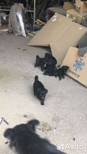 Собаки бесплатно в добрые руки щенки