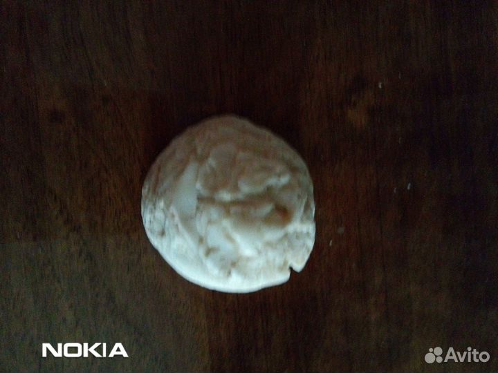 Морские ракушки для коллекции или аквариума