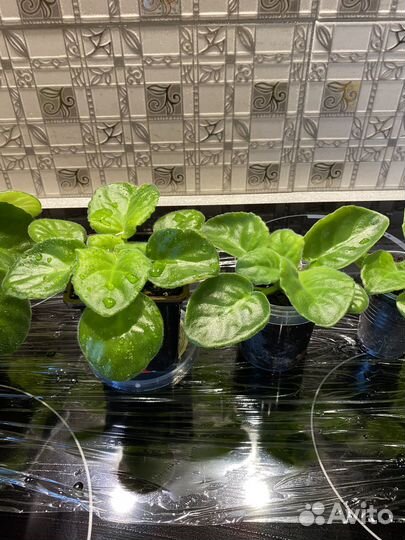 Сортовые фиалки