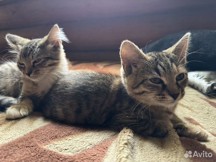 Домашние животные котята бесплатно