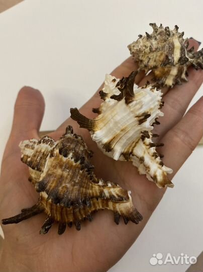 Murex indivia Мурекс Индивиа