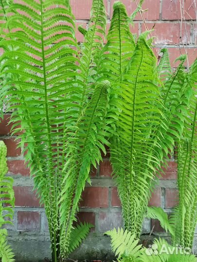 Папоротник садовый, 100р., мкр. Ершовский