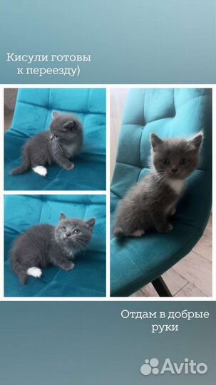 Котята в добрые руки