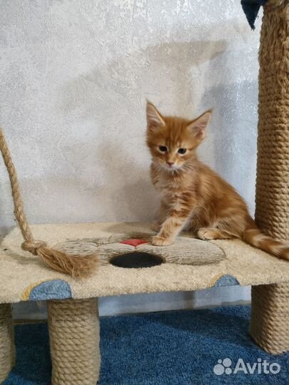 Котята Мейн-кун