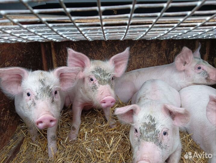 Поросята ландрас + см