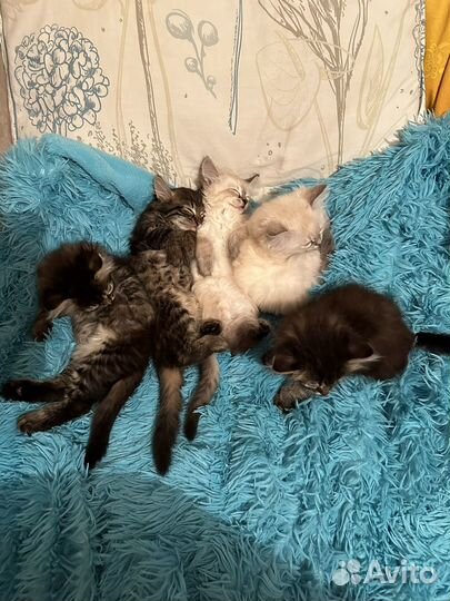 Котята смесь