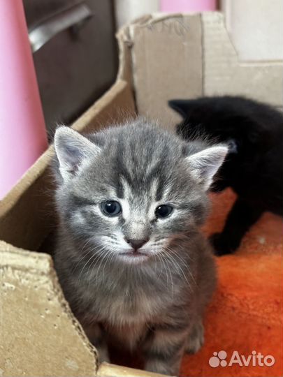 Котята в добрые руки даром