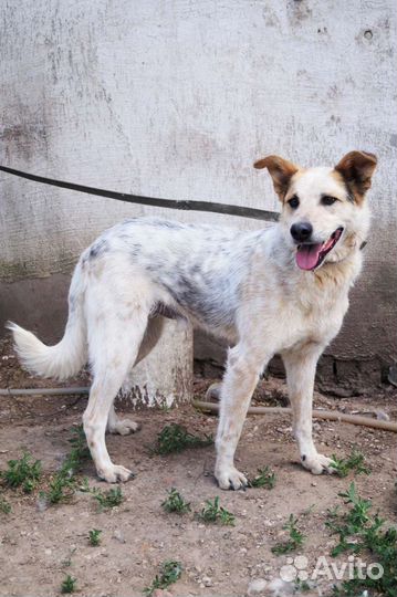 Собака в поиске дома