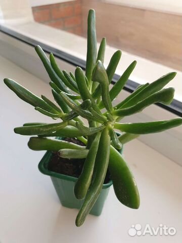 Крассула хоббит