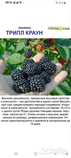 Сливы синие И желтые ежевика, каштан, ели, калина