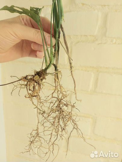 Монстера обликва Перу