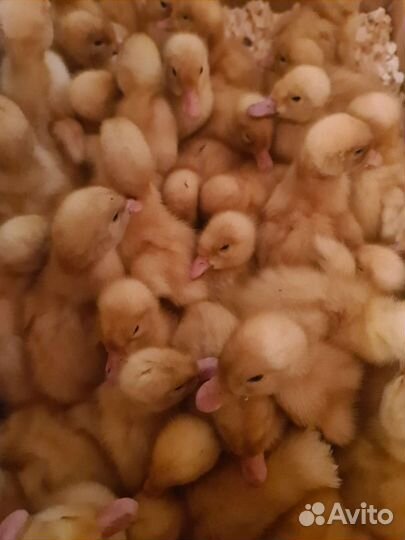 Бройлеры циплята, Гусята Крупная Серая и Утята