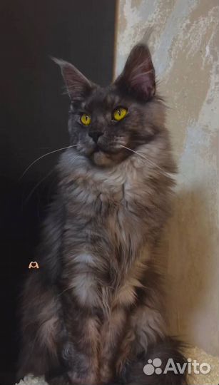 Котята мейн-кун