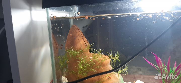 Улитки для аквариума