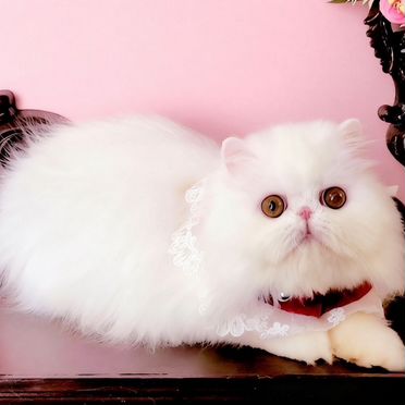 Экзотический короткошёрстный котёнок