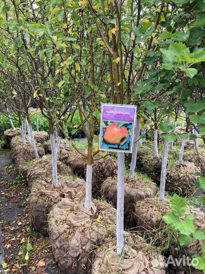 Саженцы плодовых растений с доставкой