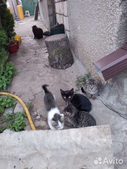 Котята в добрые руки