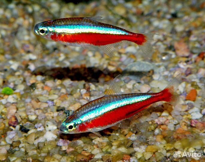 Неон голубой, красный, черный