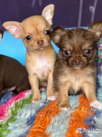 Щенки чихуахуа мини бэбифэйс
