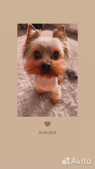 Вязка Йоркширский терьер мини