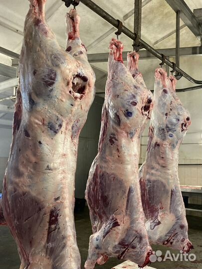 Туши мясной говядины породы оптом