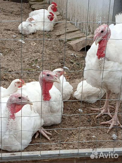 Мясо домашнего бройлера