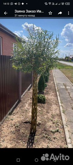 Плетеные деревья из ивы