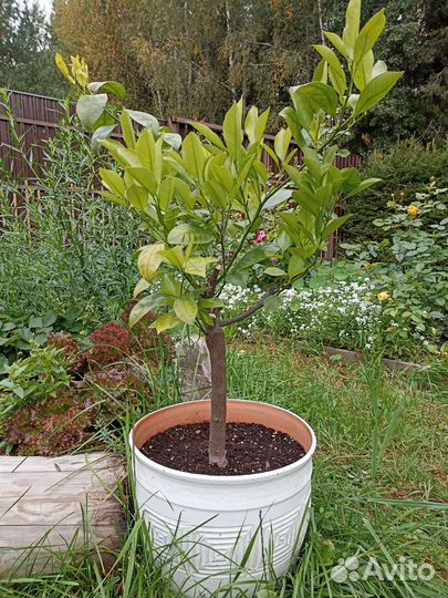 Комнатные растения