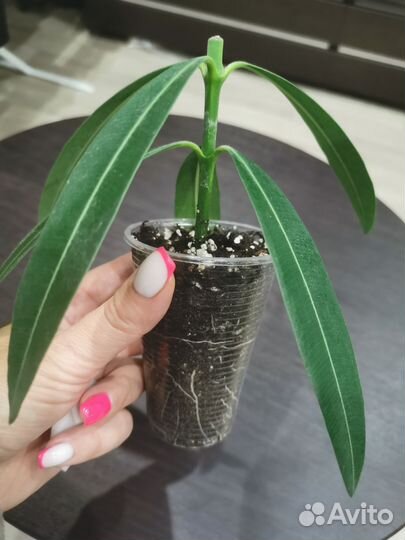 Белый олеандр