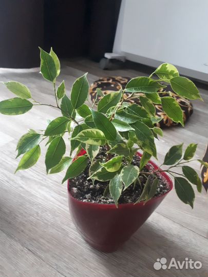 Комнатные растения цветы