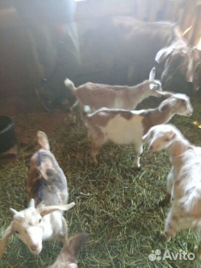 Нубийские козлята