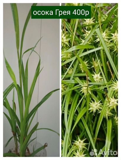 Горечавка и др