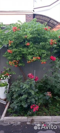 Саженцы кампсиса