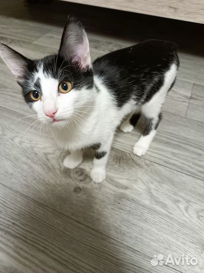 Котенок в дар бесплатно