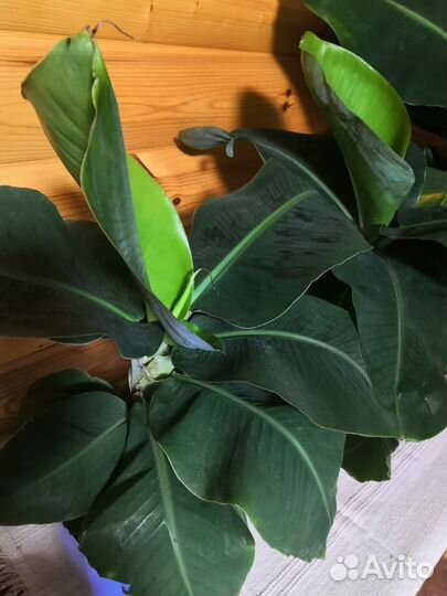 Банановая пальма