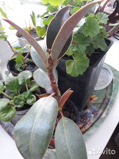 Комнатные цветы