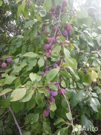 Слива саженцы