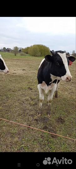 Бычки, телки, телята крс