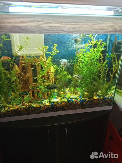 Аквариум