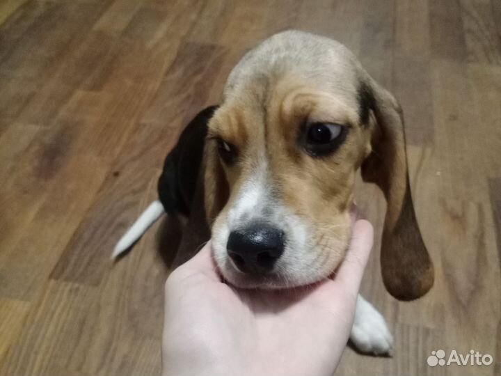 Собака щенок бигль