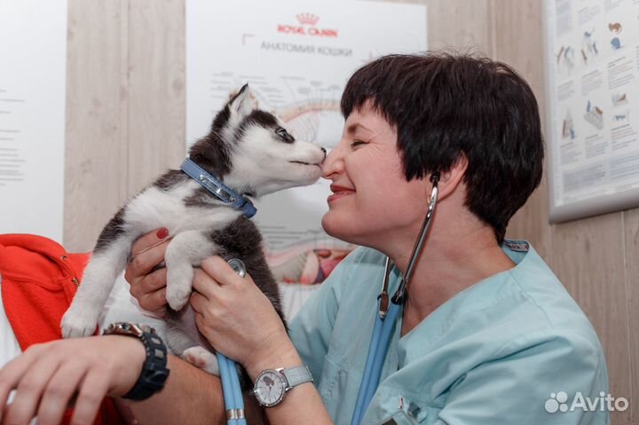 Вызов ветеринарного врача на дом