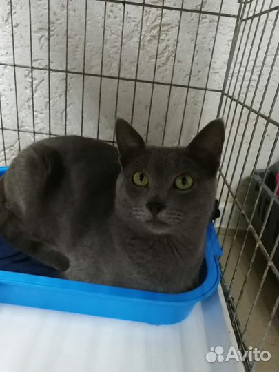 Русская голубая кот