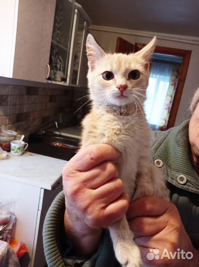 Ласковый котик 3 месяца