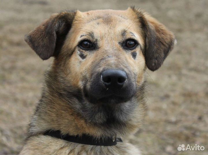 В надежде на самых лучших родителей