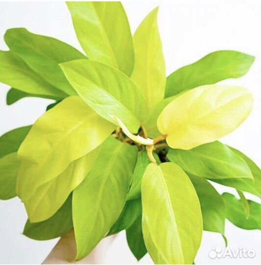 Филодендрон Malay Gold