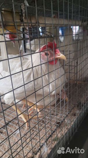 Куры несушки Белый Леггорн, Декалп